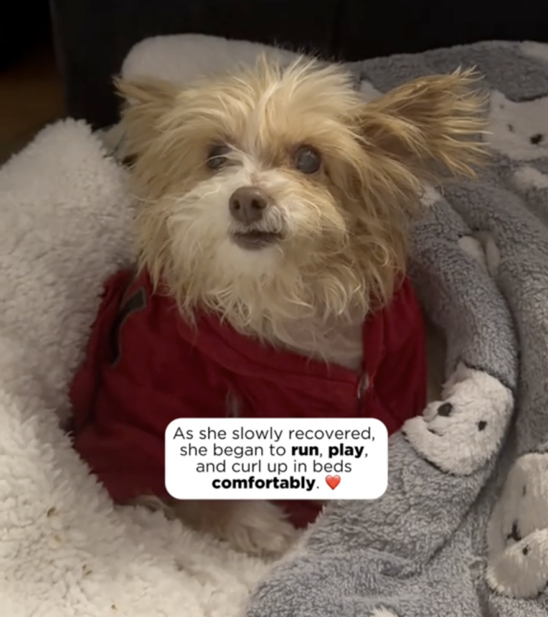 Tiny Senior Dog Was Nearly Euthanized Because She Couldn’t Move—But Rescuers Discovered Was Heartbreaking